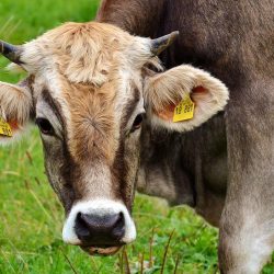 cow, ruminant, cattle-2788835.jpg