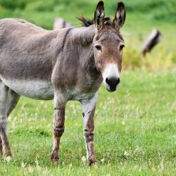 donkey, equine, mammal-5459627.jpg