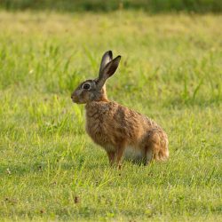 rabbit, animal, meadow-7356815.jpg